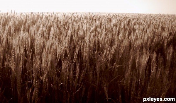 amber waves of grain